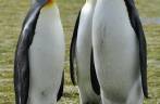 Pinguins rei confraternizam em Salisbury Plain, na Geórgia do Sul